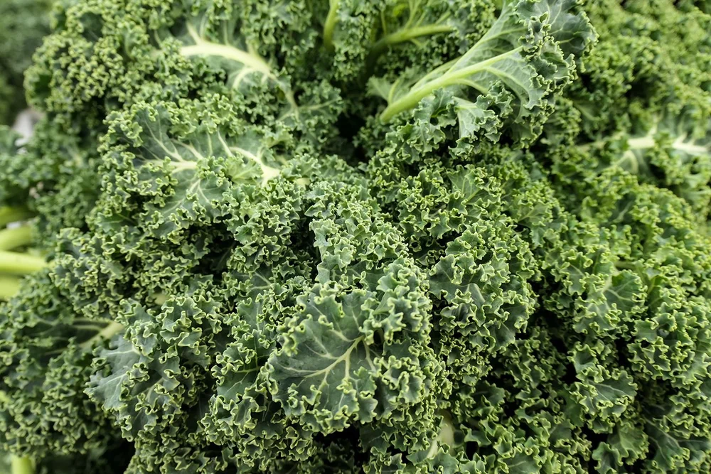 Organic kale field